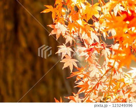 しっとりとした林間に鮮やかに色づいた美しい紅葉 しっとりとした林間に鮮やかに色づいた美しい紅葉 123249396