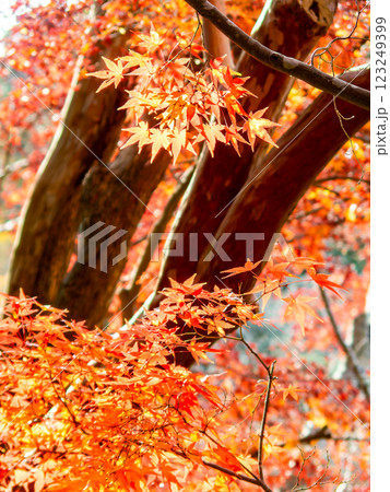 しっとりとした林間に鮮やかに色づいた美しい紅葉 しっとりとした林間に鮮やかに色づいた美しい紅葉 123249399