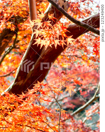 しっとりとした林間に鮮やかに色づいた美しい紅葉 しっとりとした林間に鮮やかに色づいた美しい紅葉 123249400