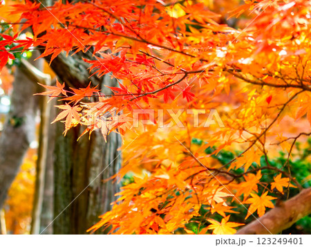 しっとりとした林間に鮮やかに色づいた美しい紅葉 123249401