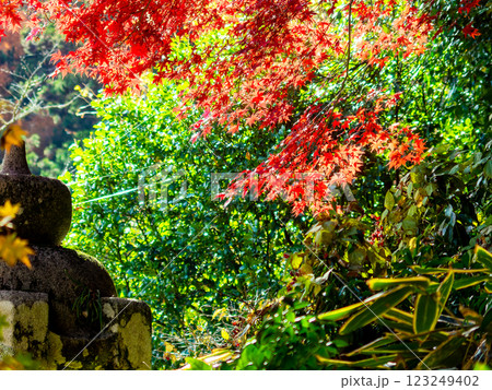 しっとりとした林間に鮮やかに色づいた美しい紅葉 しっとりとした林間に鮮やかに色づいた美しい紅葉 123249402