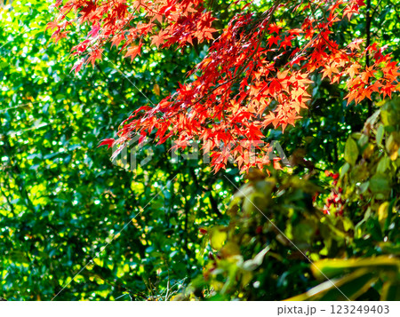 しっとりとした林間に鮮やかに色づいた美しい紅葉 123249403