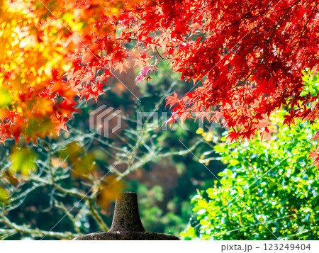 しっとりとした林間に鮮やかに色づいた美しい紅葉 しっとりとした林間に鮮やかに色づいた美しい紅葉 123249404