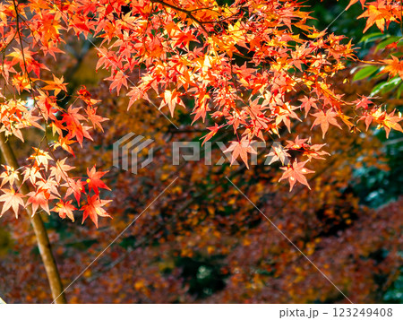 しっとりとした林間に鮮やかに色づいた美しい紅葉 しっとりとした林間に鮮やかに色づいた美しい紅葉 123249408