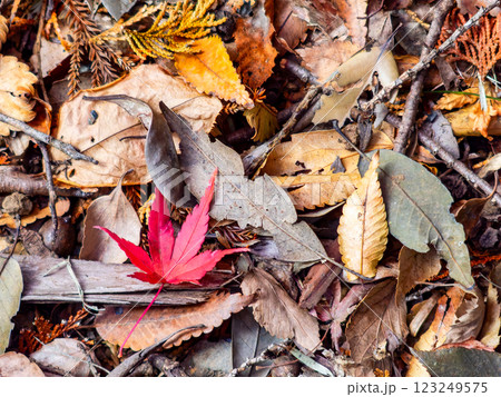 落ち葉の絨毯に落ちた鮮やかなモミジの紅葉 落ち葉の絨毯に落ちた鮮やかなモミジの紅葉 123249575