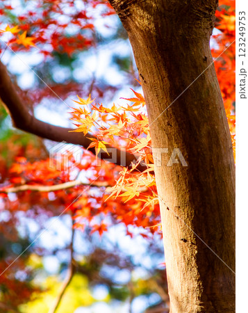 秋晴れに映える鮮やかに色づいた紅葉 秋晴れに映える鮮やかに色づいた紅葉 123249753