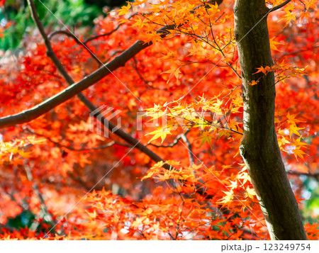 秋晴れに映える鮮やかに色づいた紅葉 秋晴れに映える鮮やかに色づいた紅葉 123249754