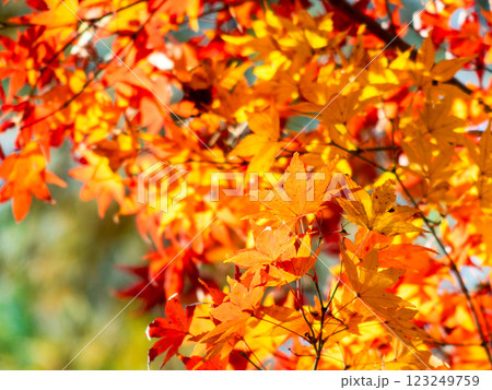 秋晴れに映える鮮やかに色づいた紅葉 秋晴れに映える鮮やかに色づいた紅葉 123249759