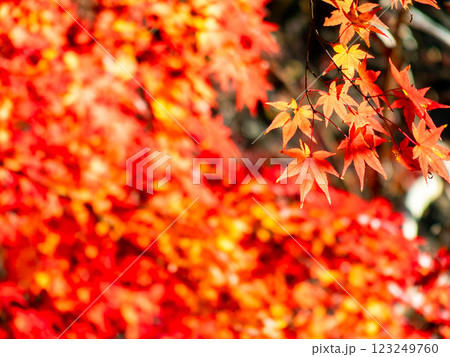 秋晴れに映える鮮やかに色づいた紅葉 123249760