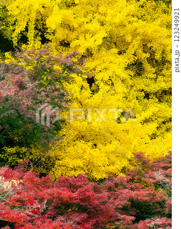 秋の陽に輝く美しいイチョウの黄葉 123249921