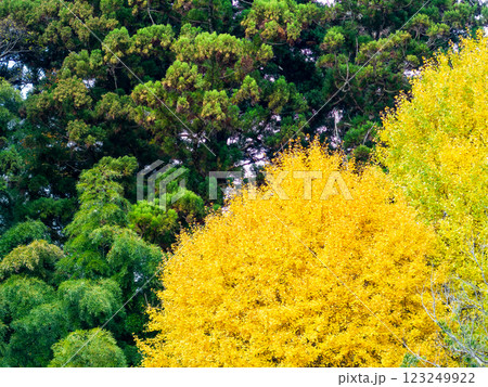 秋の陽に輝く美しいイチョウの黄葉 秋の陽に輝く美しいイチョウの黄葉 123249922