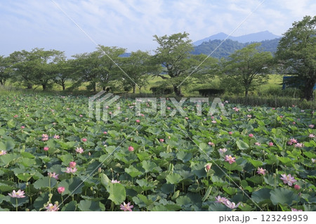 初夏の筑波山をバックにピンクの可憐な花を咲かせる茨城県の北条大池（ほうじょうおおいけ）隣の蓮池の蓮 123249959