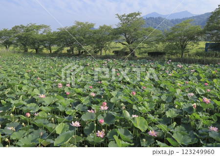 初夏の筑波山をバックにピンクの可憐な花を咲かせる茨城県の北条大池（ほうじょうおおいけ）隣の蓮池の蓮 123249960