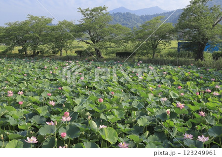 初夏の筑波山をバックにピンクの可憐な花を咲かせる茨城県の北条大池（ほうじょうおおいけ）隣の蓮池の蓮 123249961
