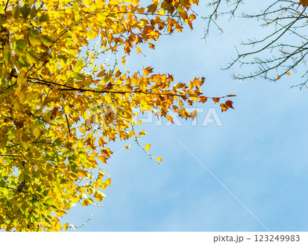 秋の陽に輝く美しいトウカエデの黄葉 123249983