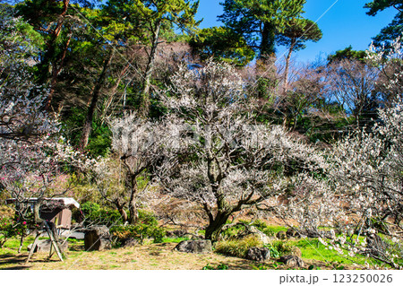 静岡県熱海市　熱海梅園　梅園石碑付近の梅林　早咲きの梅 123250026