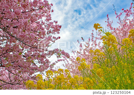 満開の河津桜と菜の花畑から見上げる早春の青空 123250104