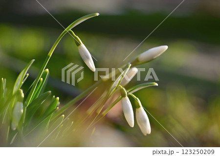 Snowdrops spring flowers. Beautifully blooming in the grass at sunset. Delicate Snowdrop flower is one of the spring symbols. (Amaryllidaceae - Galanthus nivalis) 123250209