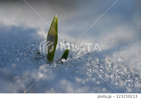 Snowdrops spring flowers. Beautifully blooming in the grass at sunset. Delicate Snowdrop flower is one of the spring symbols. (Amaryllidaceae - Galanthus nivalis) 123250213