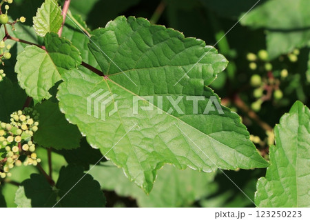 ノブドウの葉 123250223