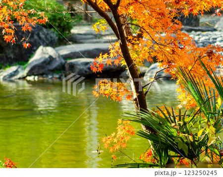 水辺の紅葉の美しい景色 水辺の紅葉の美しい景色 123250245