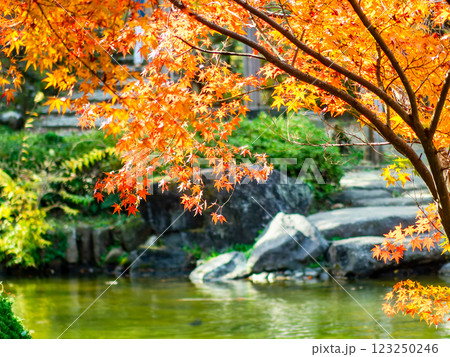 水辺の紅葉の美しい景色 123250246