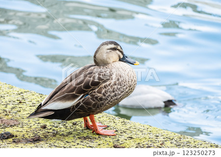カルガモ 大阪市中之島公園 堂島川 カルガモ 大阪市中之島公園 堂島川 123250273