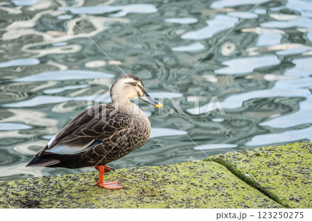 カルガモ　大阪市中之島公園　堂島川 123250275