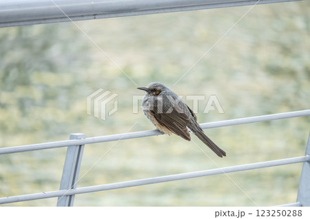 ヒヨドリ 123250288