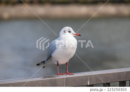 ユリカモメ　大阪市八軒屋浜　 123250303