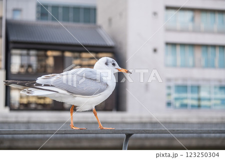 ユリカモメ　大阪市土佐堀川　中之島公園 123250304
