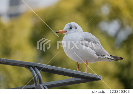 ユリカモメ　大阪市土佐堀川　中之島公園 123250308