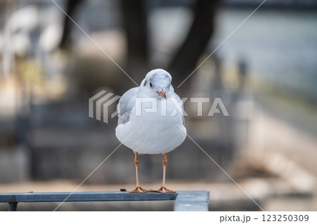 ユリカモメ　大阪市土佐堀川　中之島公園 123250309