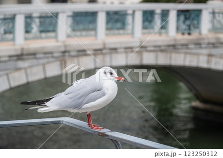 ユリカモメ　大阪市土佐堀川　中之島公園 123250312