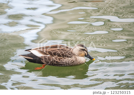 カルガモ　大阪市中之島公園　堂島川 123250315