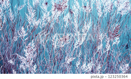 Horizontal winter banner with branches covered with frost. Branch of plants covered icy. Beautiful frozen grass. Winter season, frosty cold weather. Winter background with plants covered snow crystals Horizontal winter banner with branches covered with frost. Branch of plants covered icy. Beautiful frozen grass. Winter season, frosty cold weather. Winter background with plants covered snow crystals 123250364