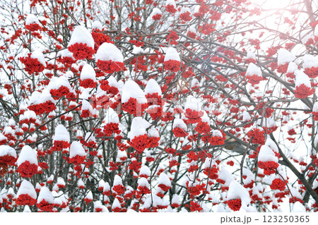 Winter season, frosty cold weather. Horizontal winter banner with branches of rowan with ripe red berries covered with frost. Branch of rowan covered snow Winter season, frosty cold weather. Horizontal winter banner with branches of rowan with ripe red berries covered with frost. Branch of rowan covered snow 123250365