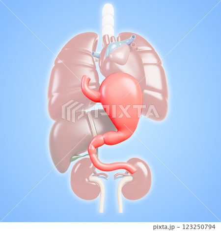3d human internal organs, body anatomy banner. Cartoon medical poster with red stomach, heart, lungs, liver and kidneys on blue render background. Health care and education concept. 3D illustration 3d human internal organs, body anatomy banner. Cartoon medical poster with red stomach, heart, lungs, liver and kidneys on blue render background. Health care and education concept. 3D illustration 123250794