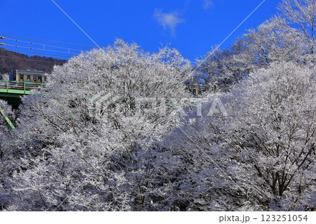 雪の鳥沢橋梁を渡る211系 123251054