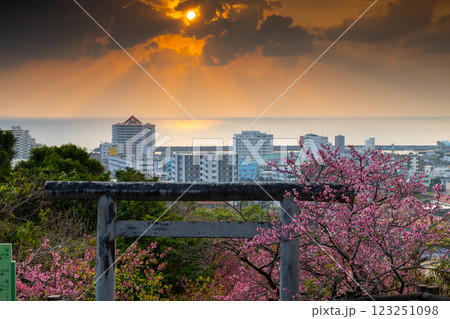 沖縄県名護市 名護城公園内名護神社の参道の鳥居を彩る早咲きの琉球寒緋桜と名護湾越しの夕焼け空 沖縄県名護市 名護城公園内名護神社の参道の鳥居を彩る早咲きの琉球寒緋桜と名護湾越しの夕焼け空 123251098