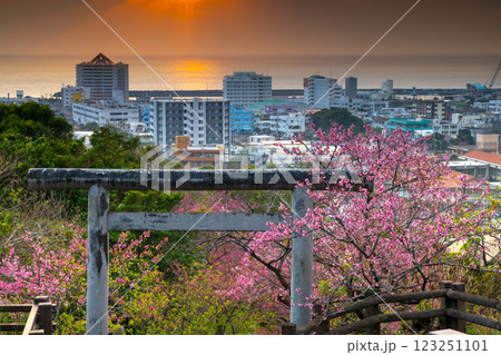 沖縄県名護市　名護城公園内名護神社の参道の鳥居を彩る早咲きの琉球寒緋桜と名護湾越しの夕焼け空 123251101