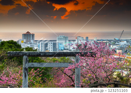 沖縄県名護市　名護城公園内名護神社の参道の鳥居を彩る早咲きの琉球寒緋桜と名護湾越しの夕焼け空 123251103