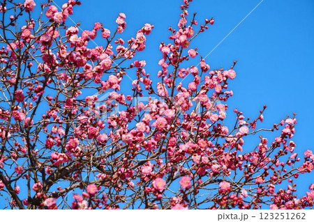 青空と紅梅　 123251262