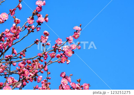青空と紅梅　 123251275