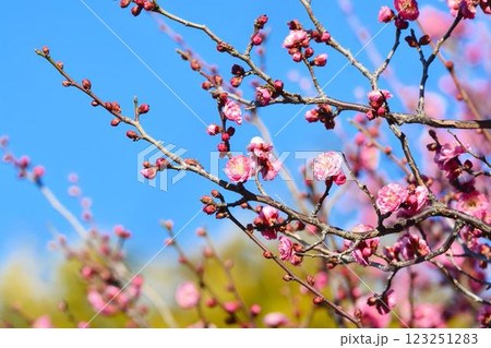 青空と紅梅　 123251283