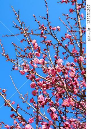 青空と紅梅　 123251297
