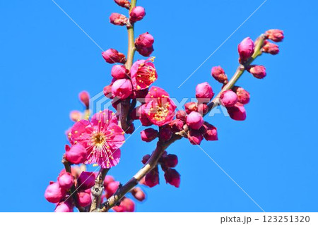 青空と紅梅　 123251320