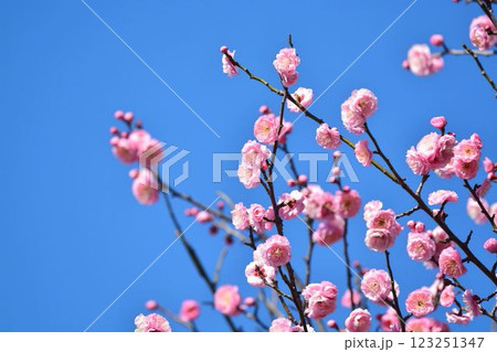 青空と紅梅　 123251347