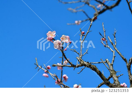 青空と紅梅　 123251353