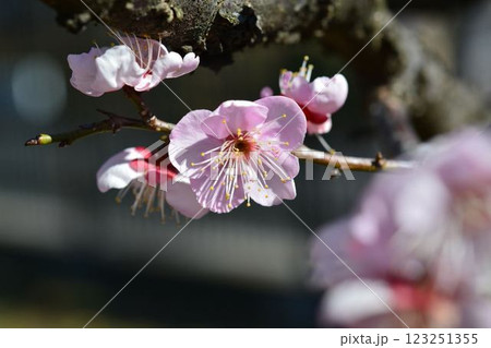 紅梅　 123251355